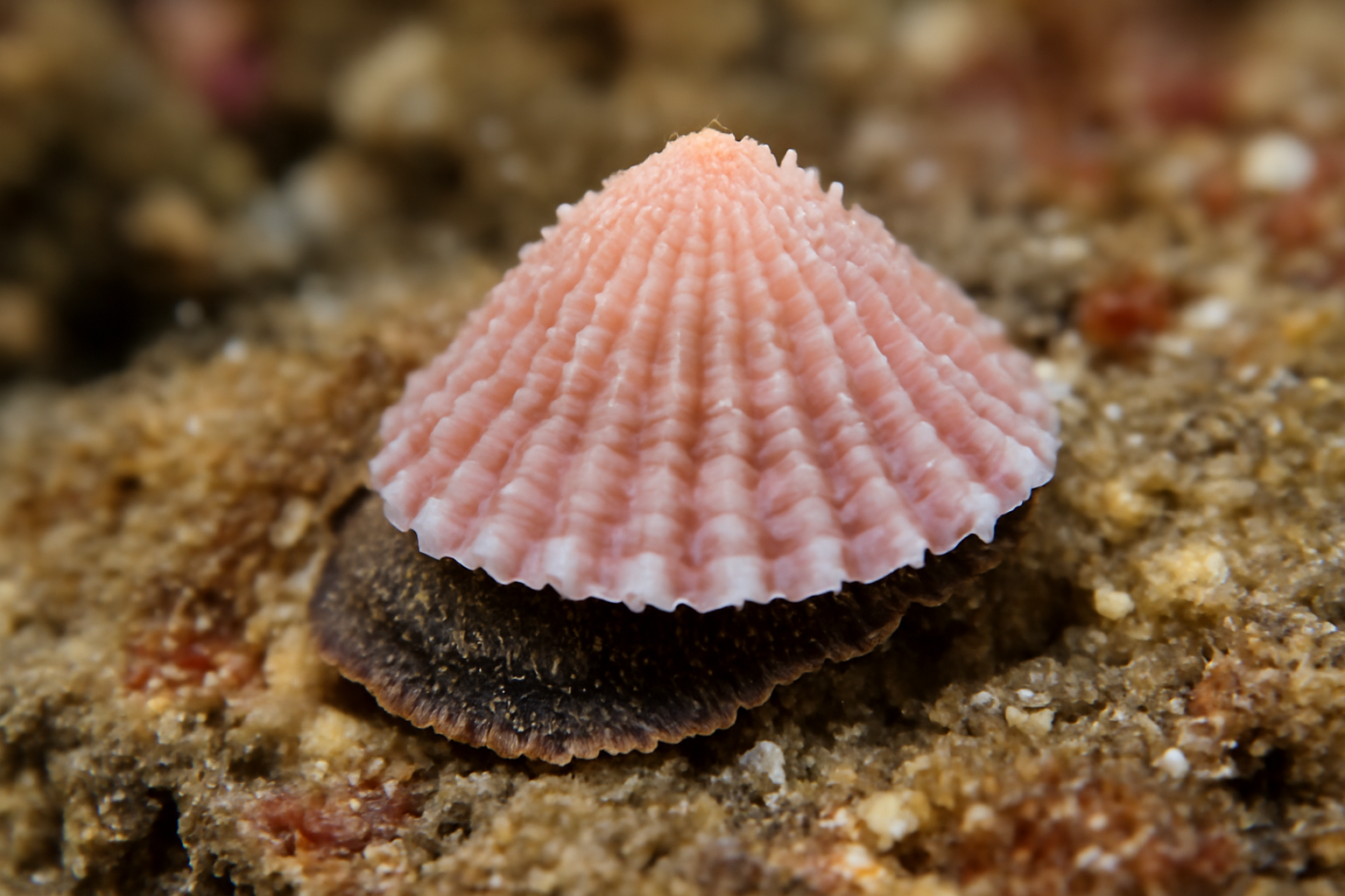 Emarginula rosea