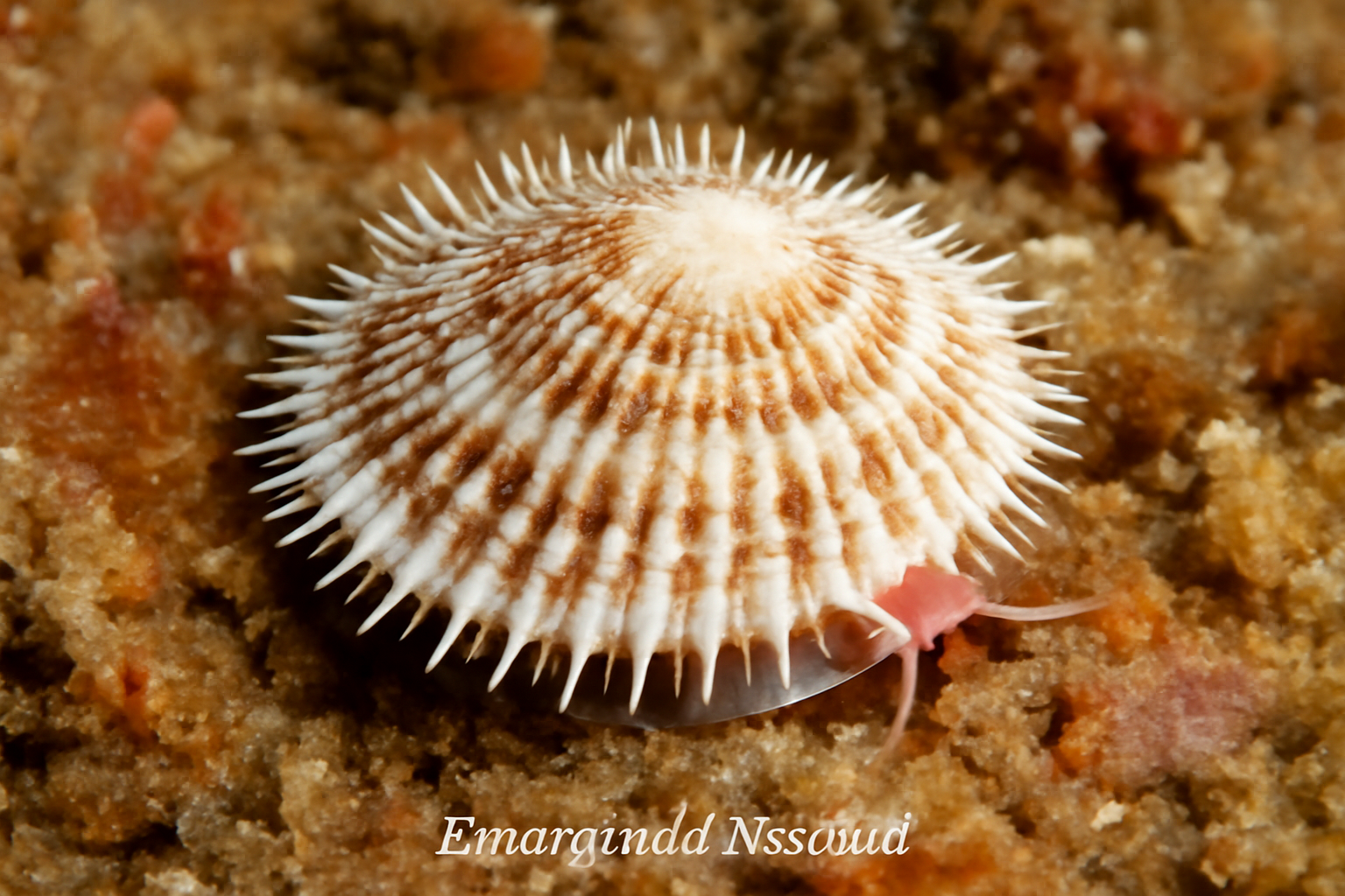 Emarginula huzardii