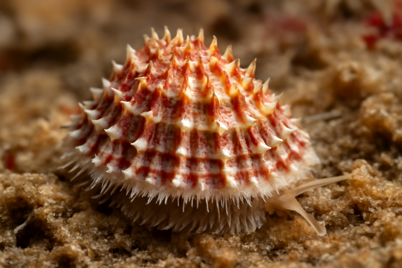 Emarginula decorata
