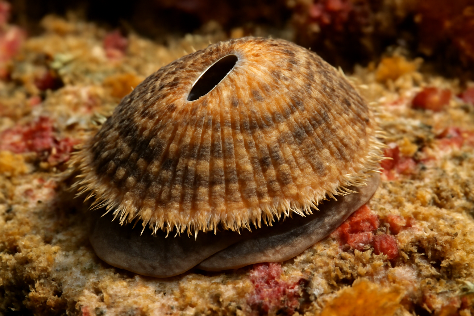 Keyhole Limpet