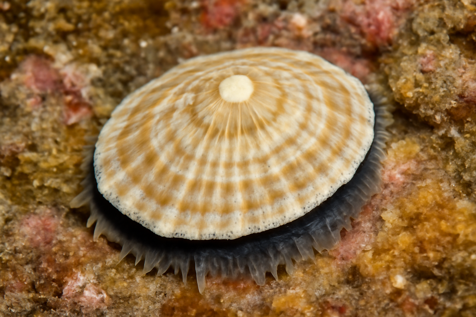 Whitecap Limpet