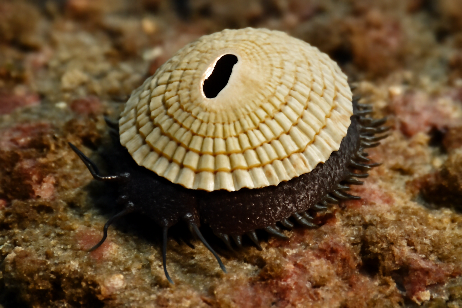 Scaled Keyhole Limpet