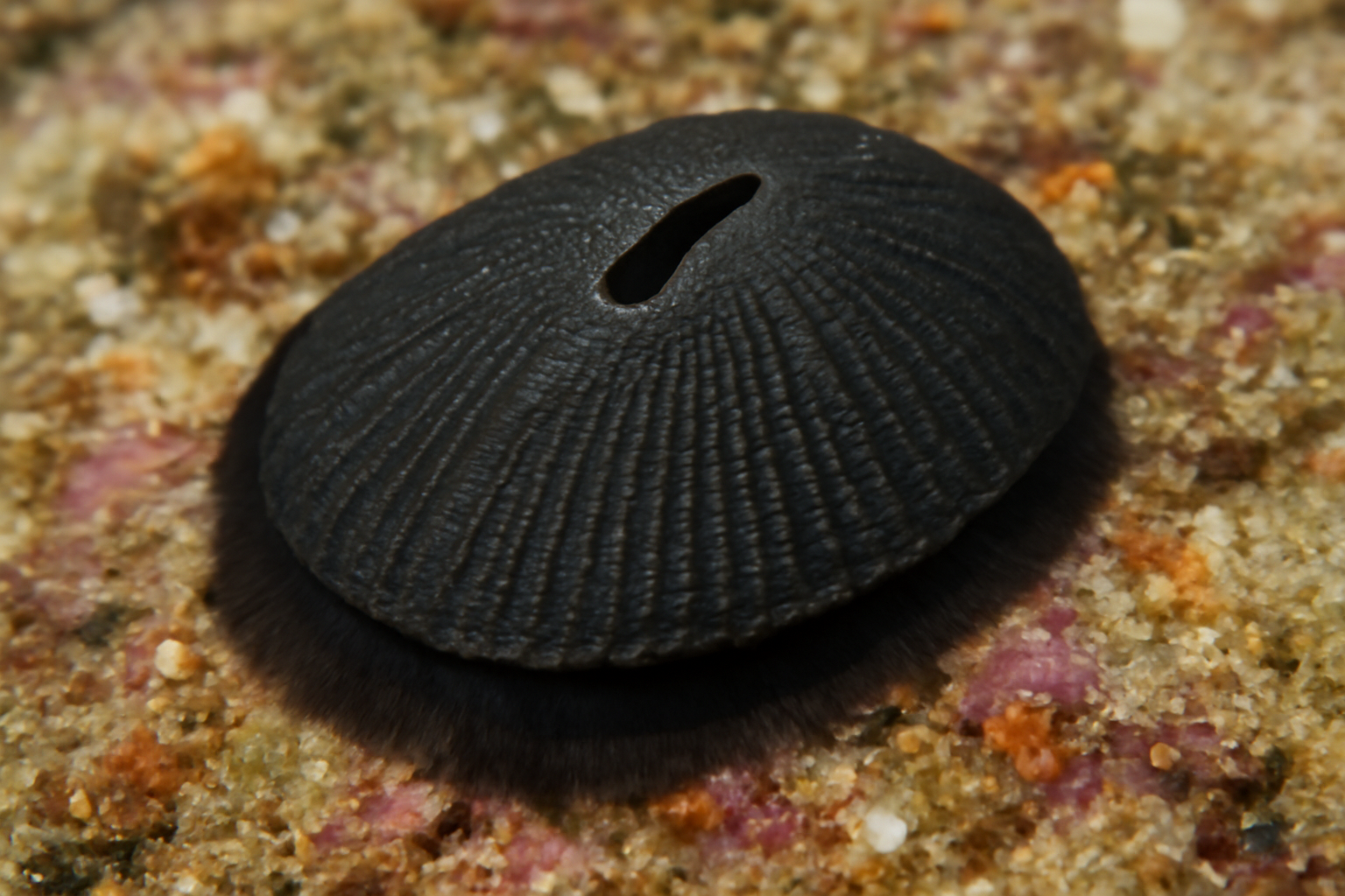 Black Keyhole Limpet