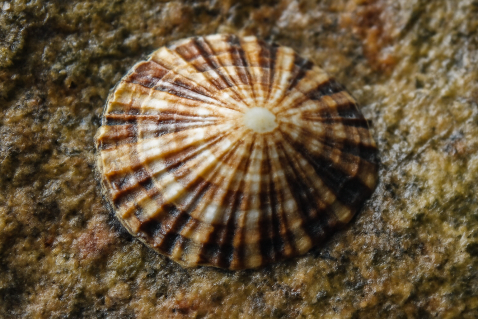 Radiated Limpet