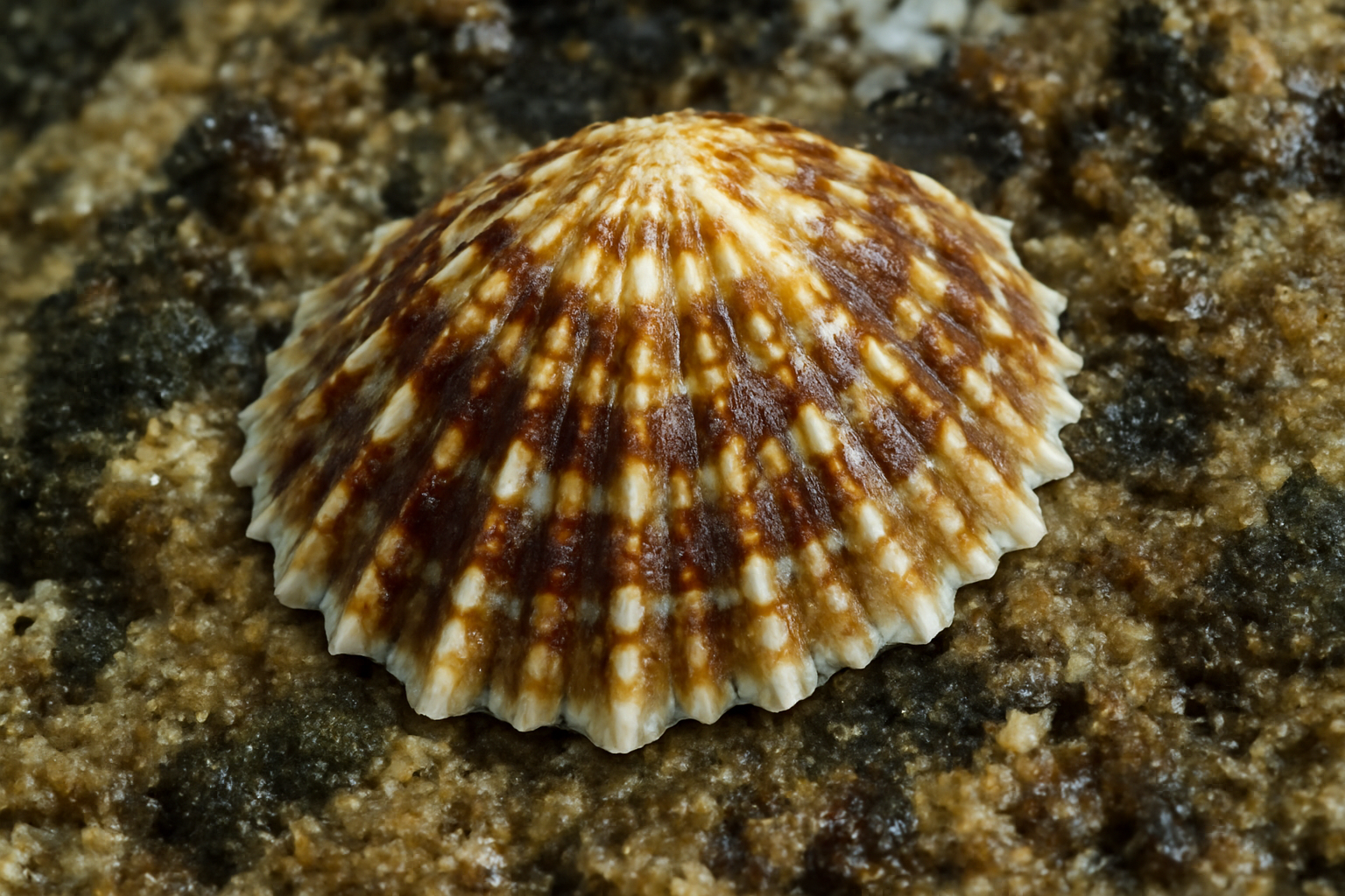 Variegated Limpet