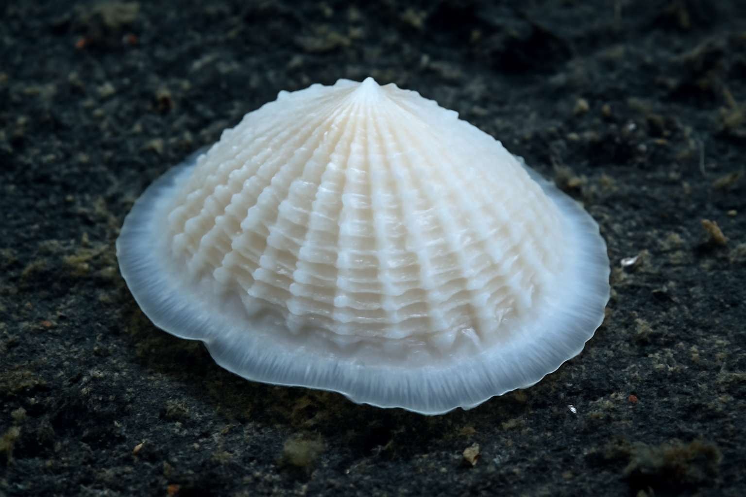 White deep-sea limpet