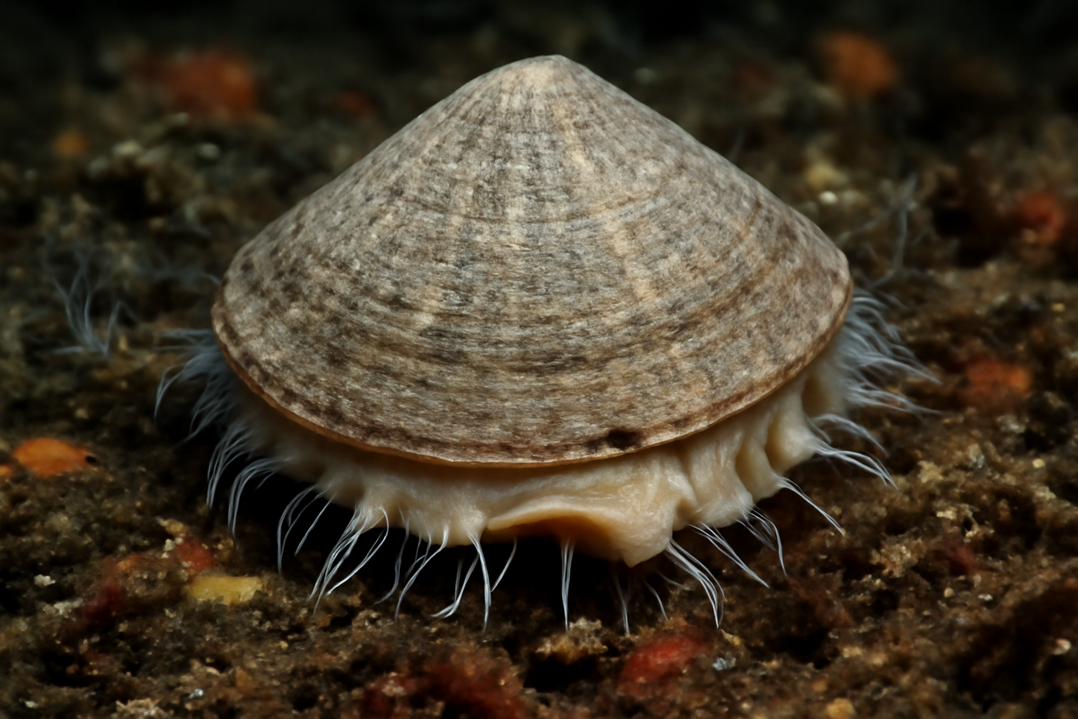 Thick shell deep-sea limpet
