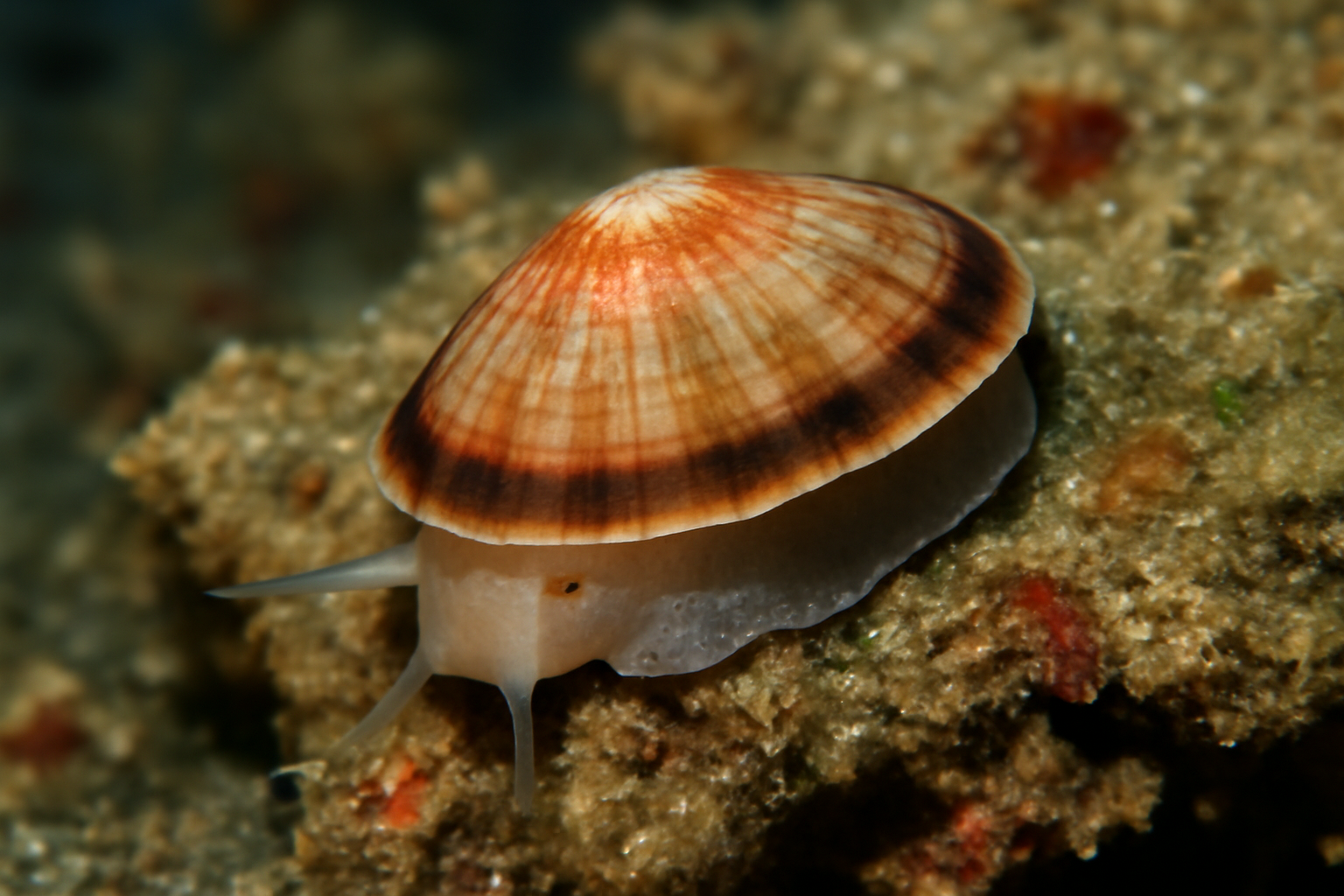 Pygmy deep-sea limpet