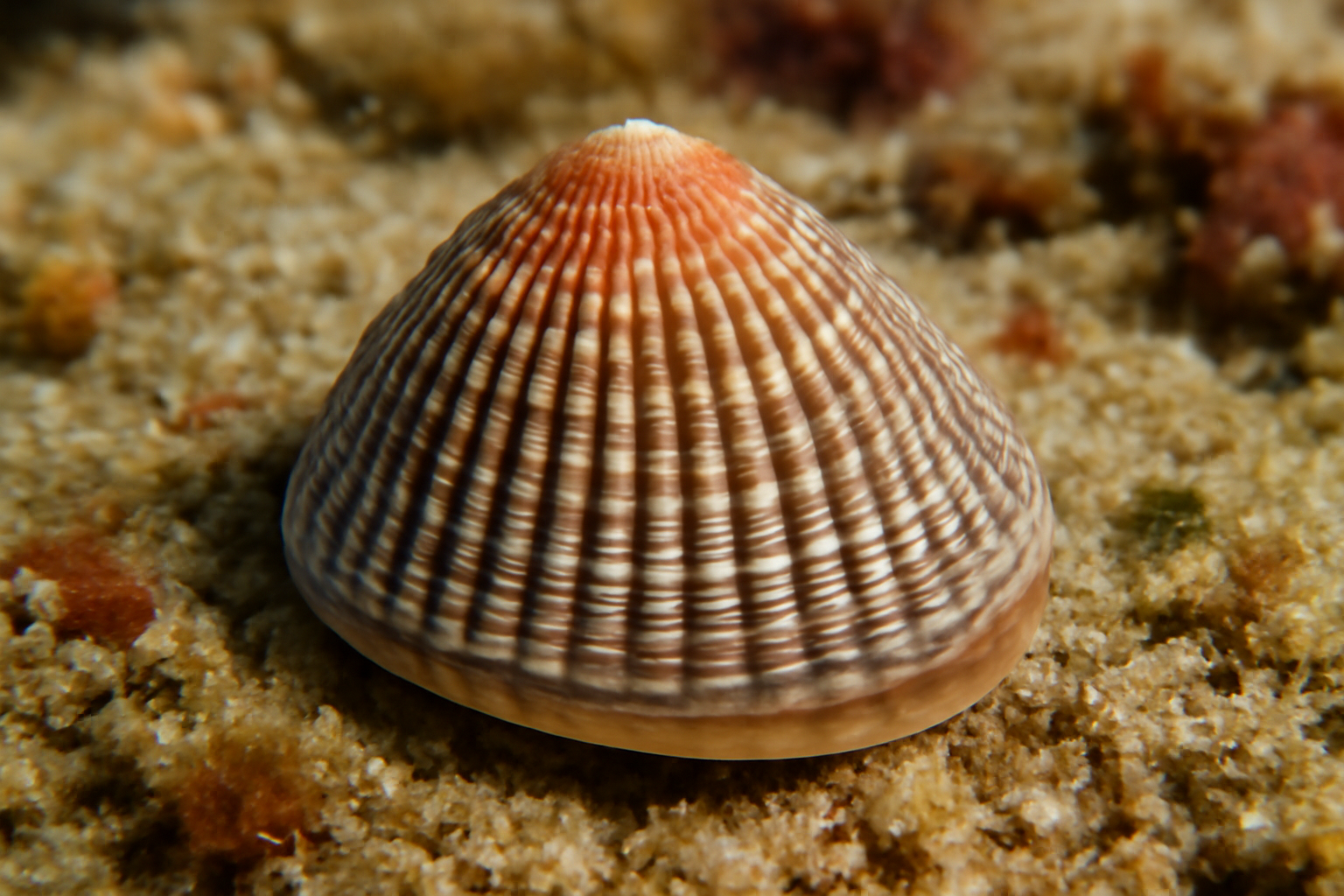 Threaded Montfortula