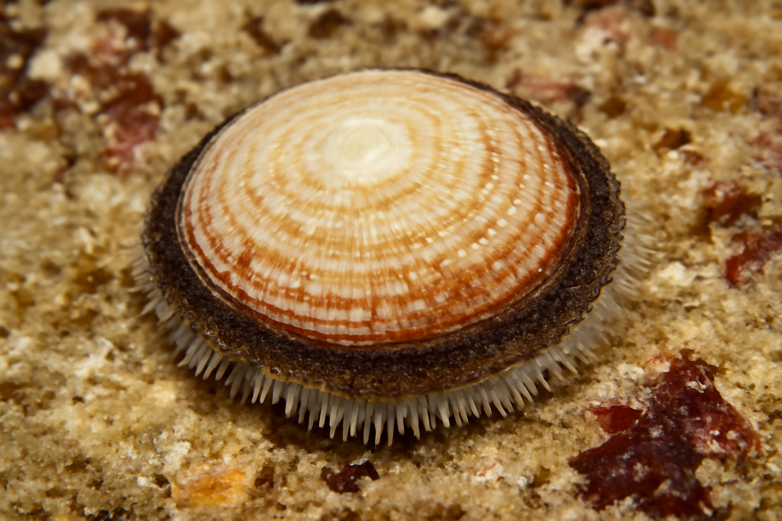 Circular Montfortula