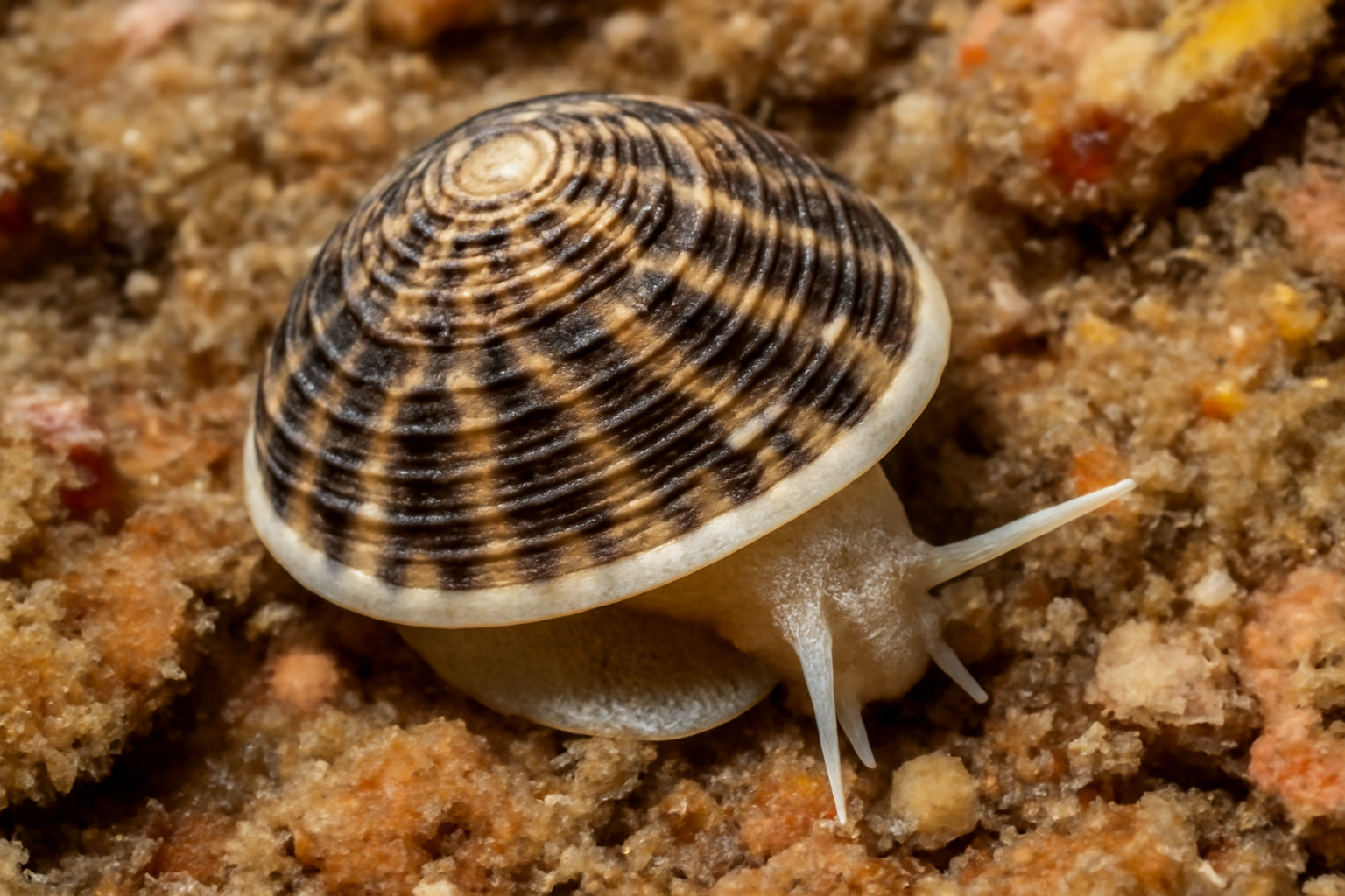 Obtuse Montfortula