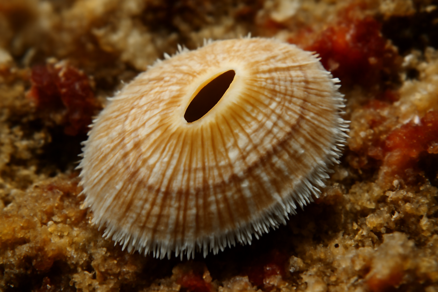 Puncturella noachina