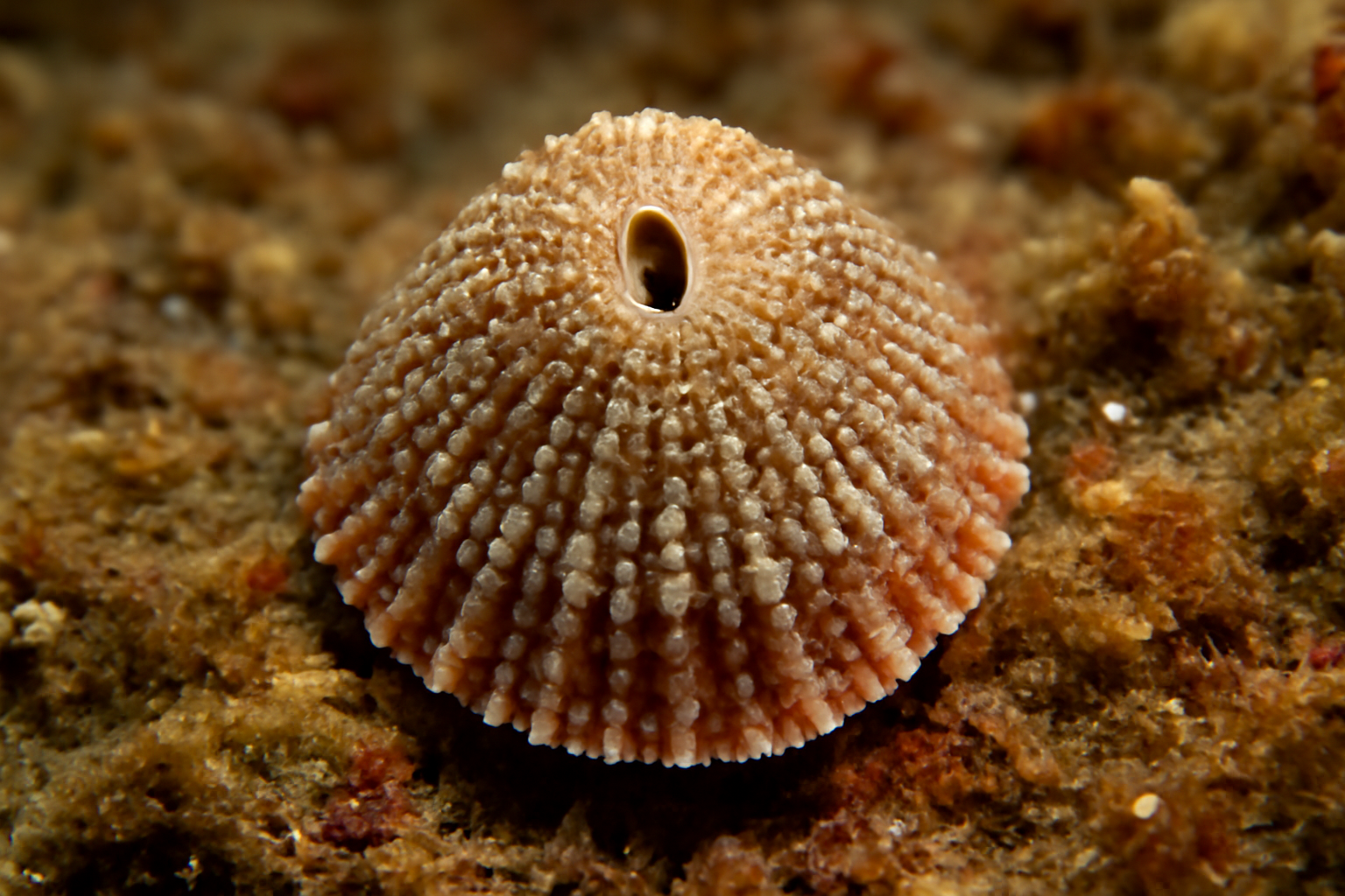 Puncturella granulata