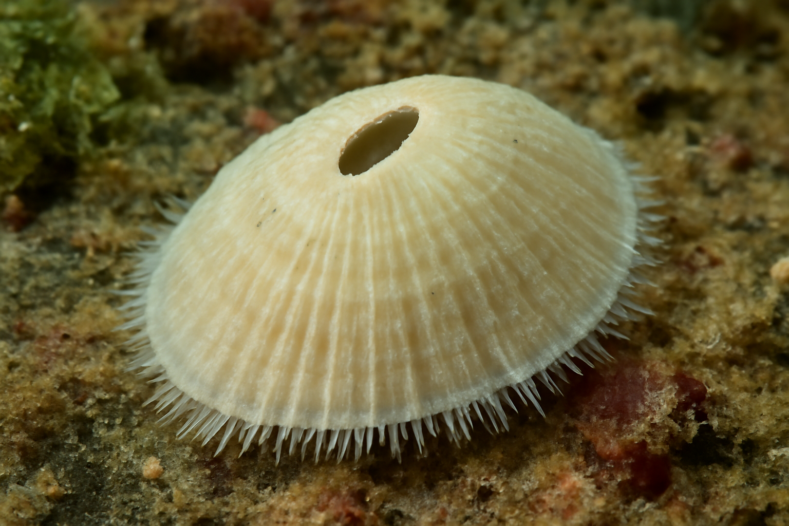 Puncturella jeanae