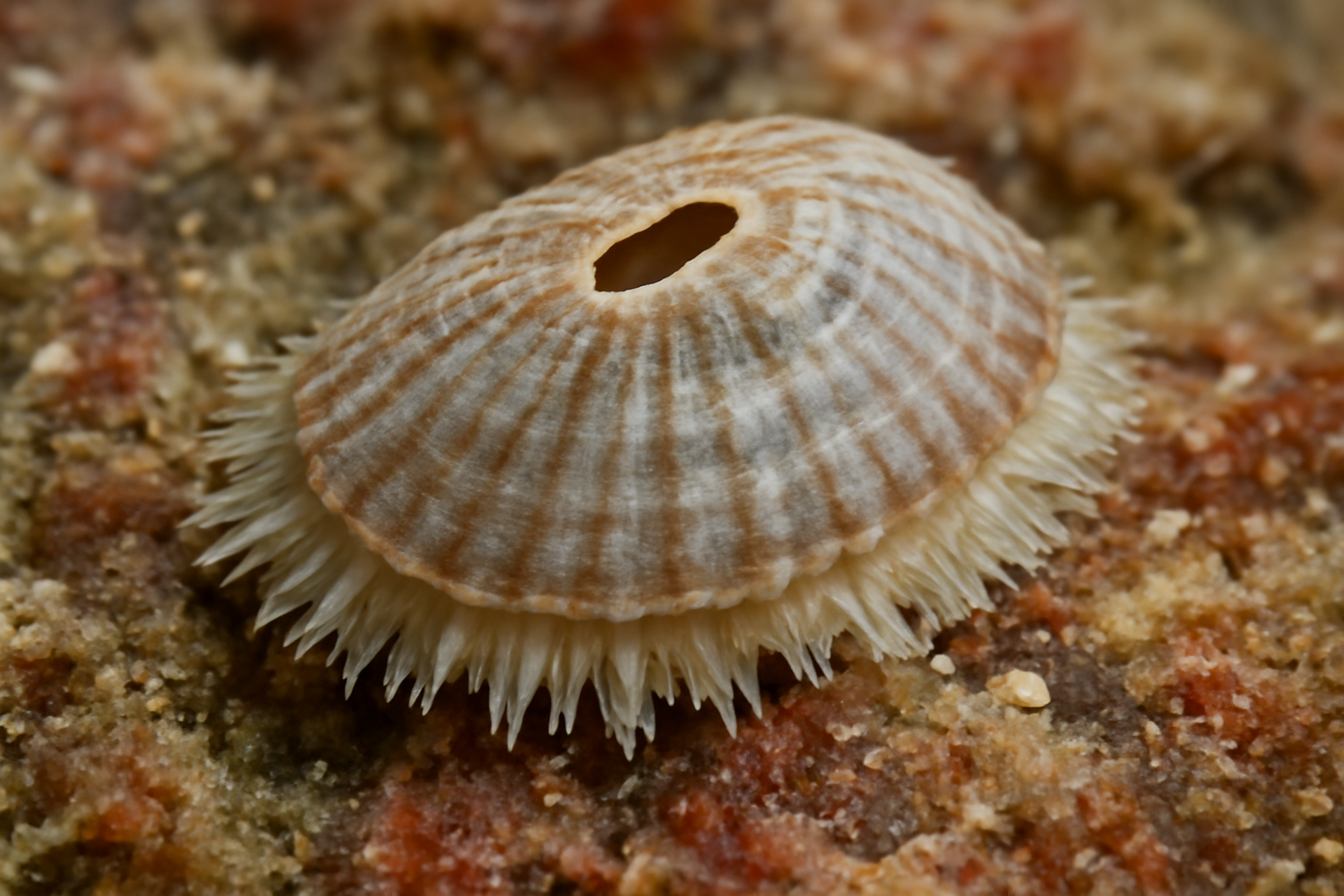 Puncturella galeata