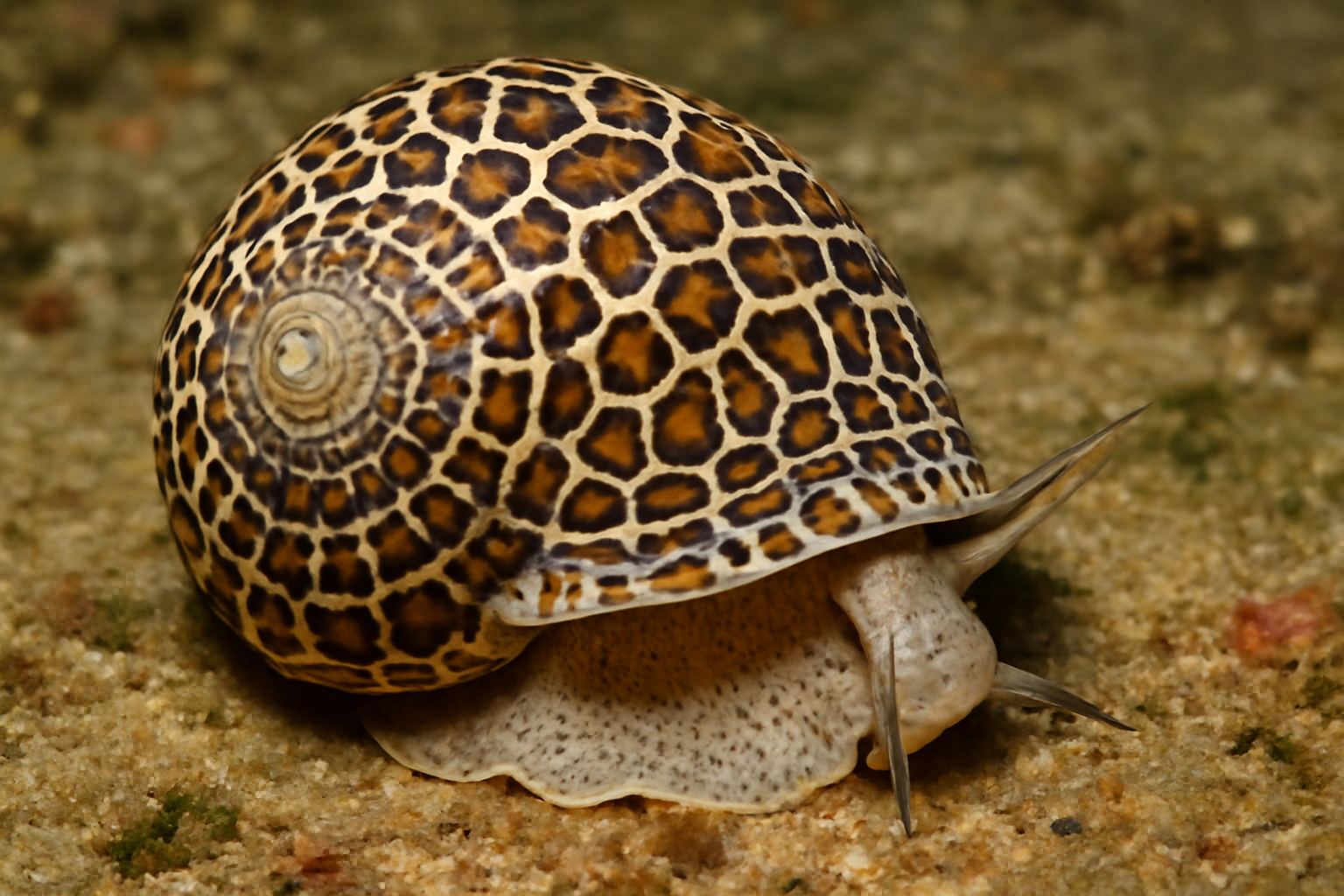 Mosaic sea shell