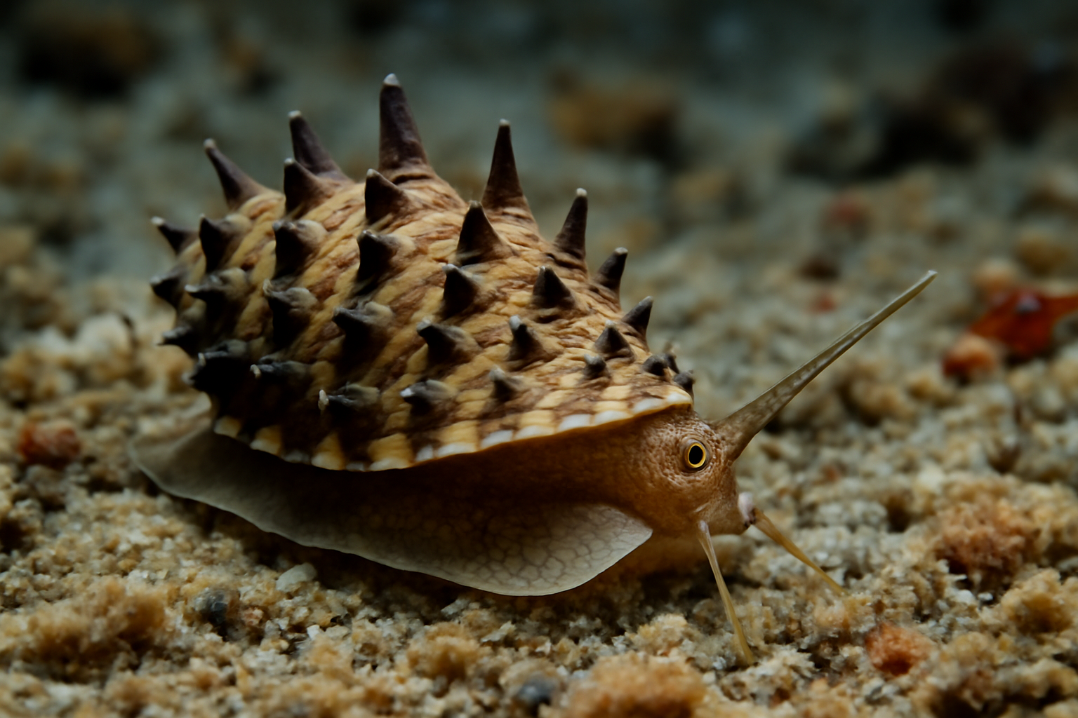Horned Pagoda Snail
