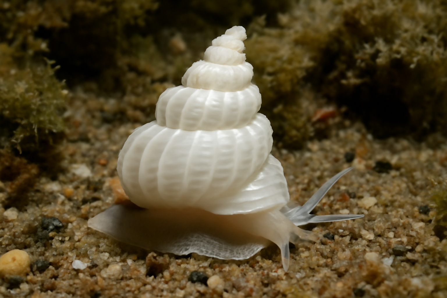 Common Wentletrap