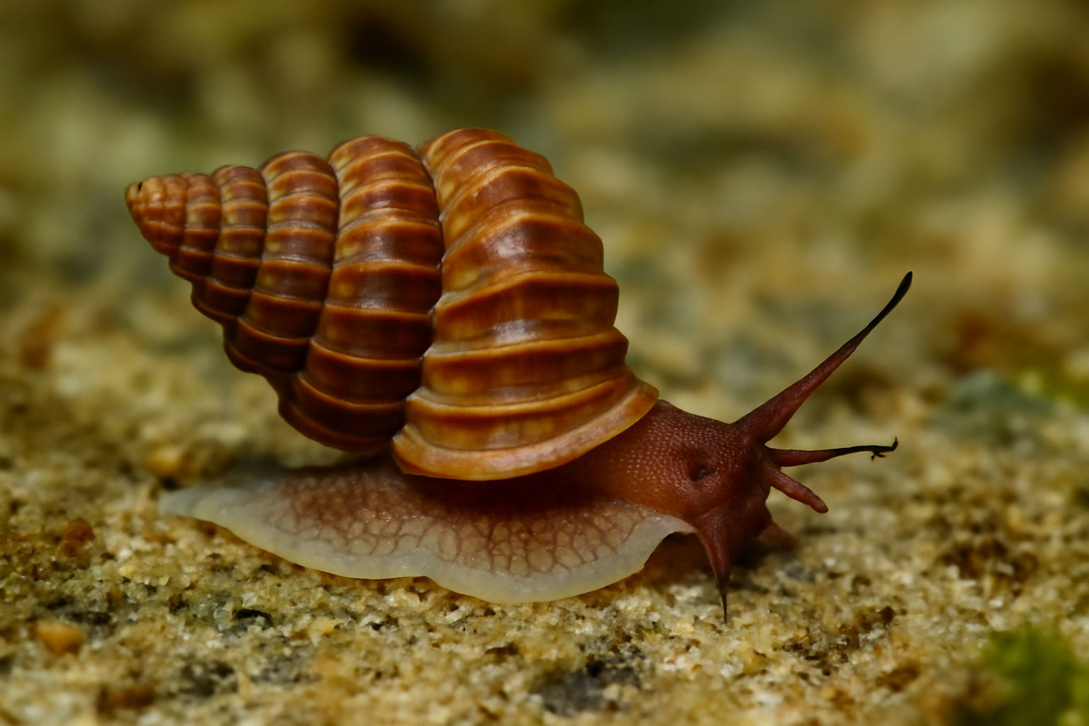 Brown Wentletrap