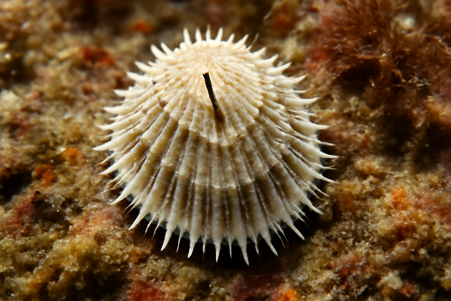 Emarginula fissurella