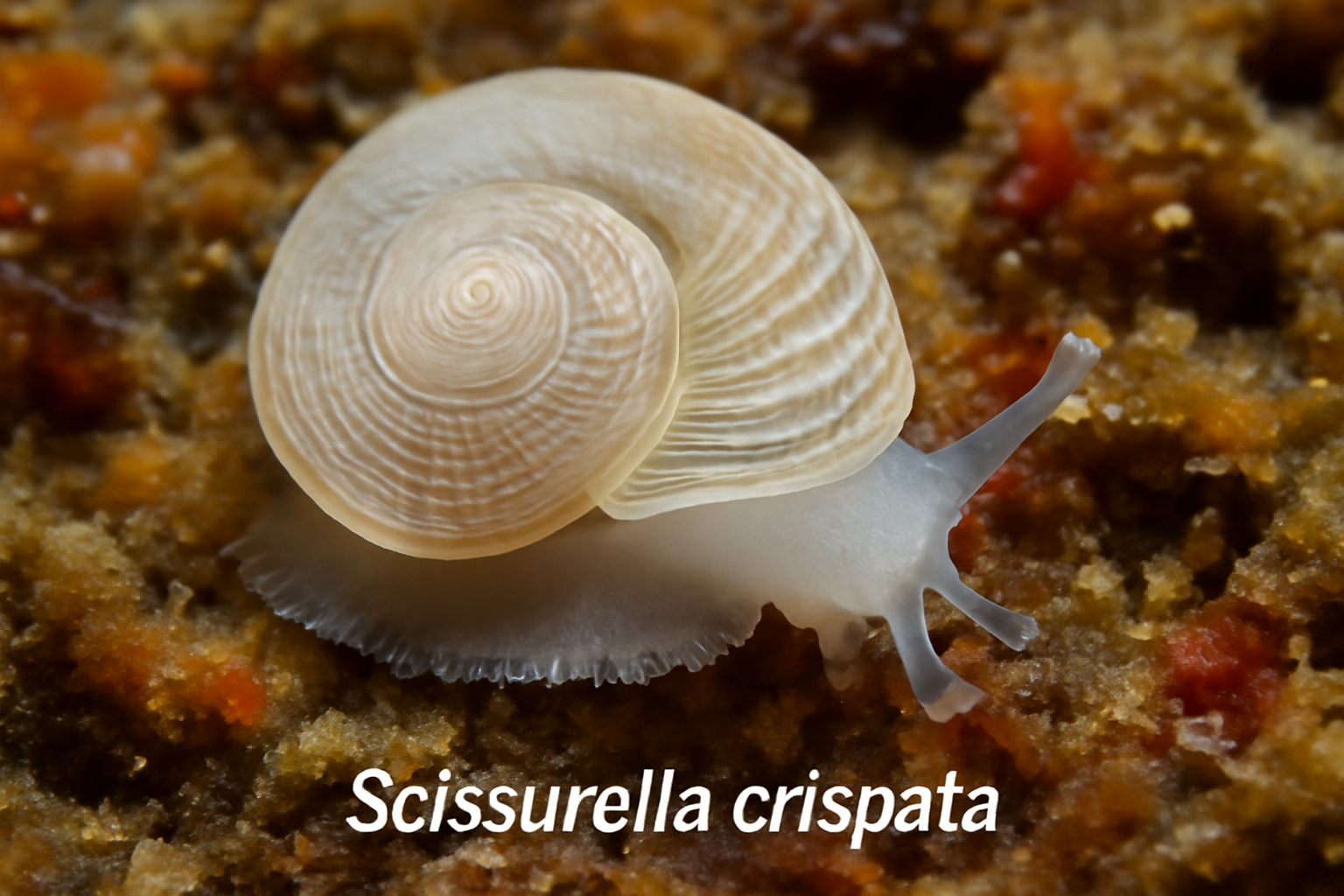 Scissurella crispata