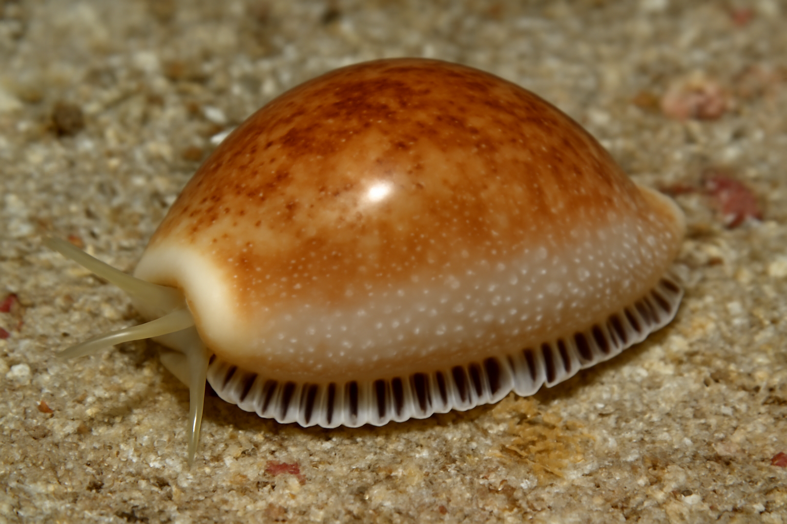Anatomidae