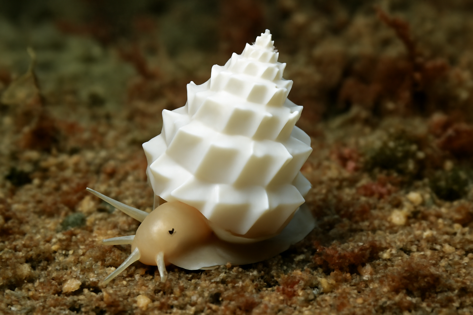 Angular Wentletrap