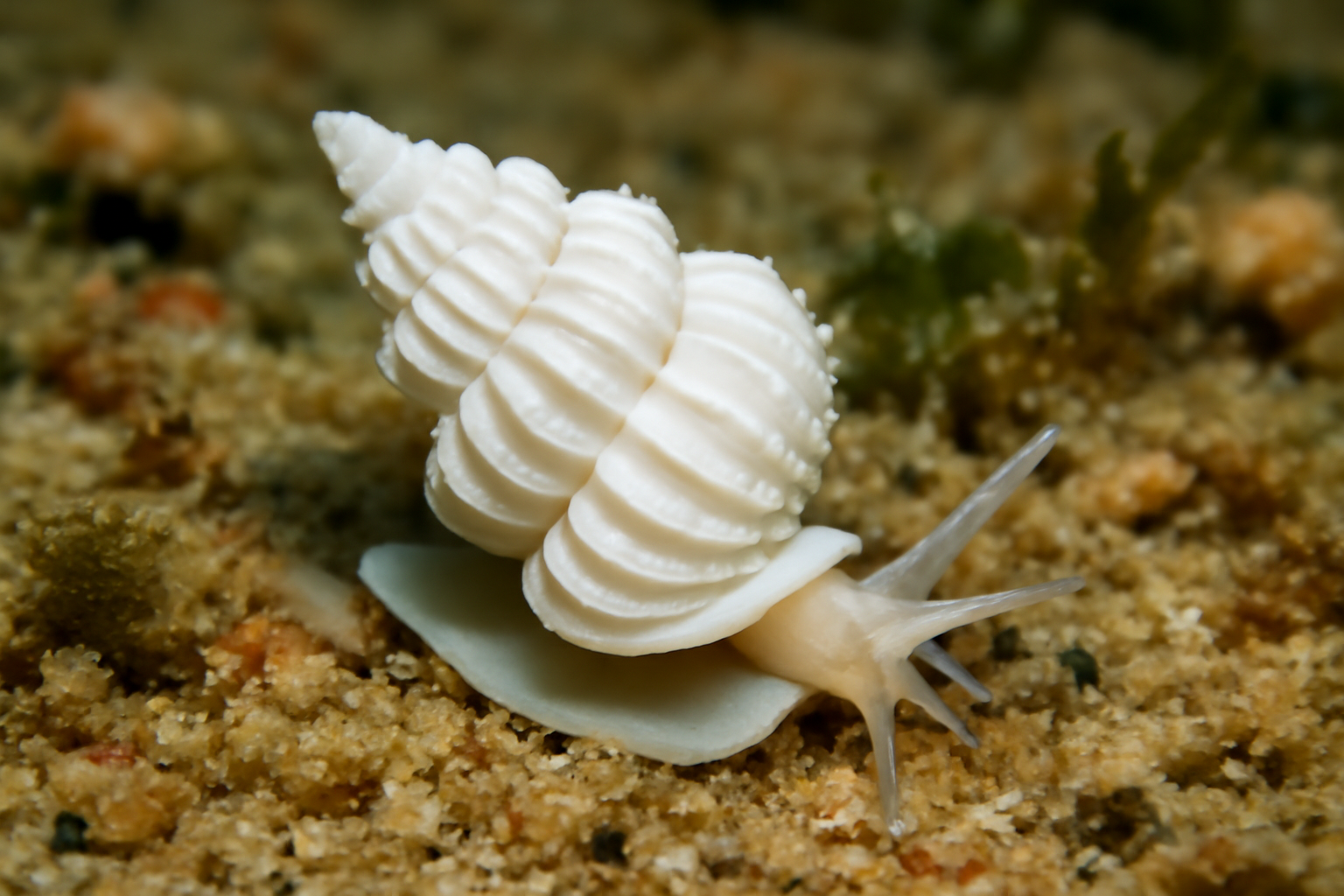 Australian Wentletrap