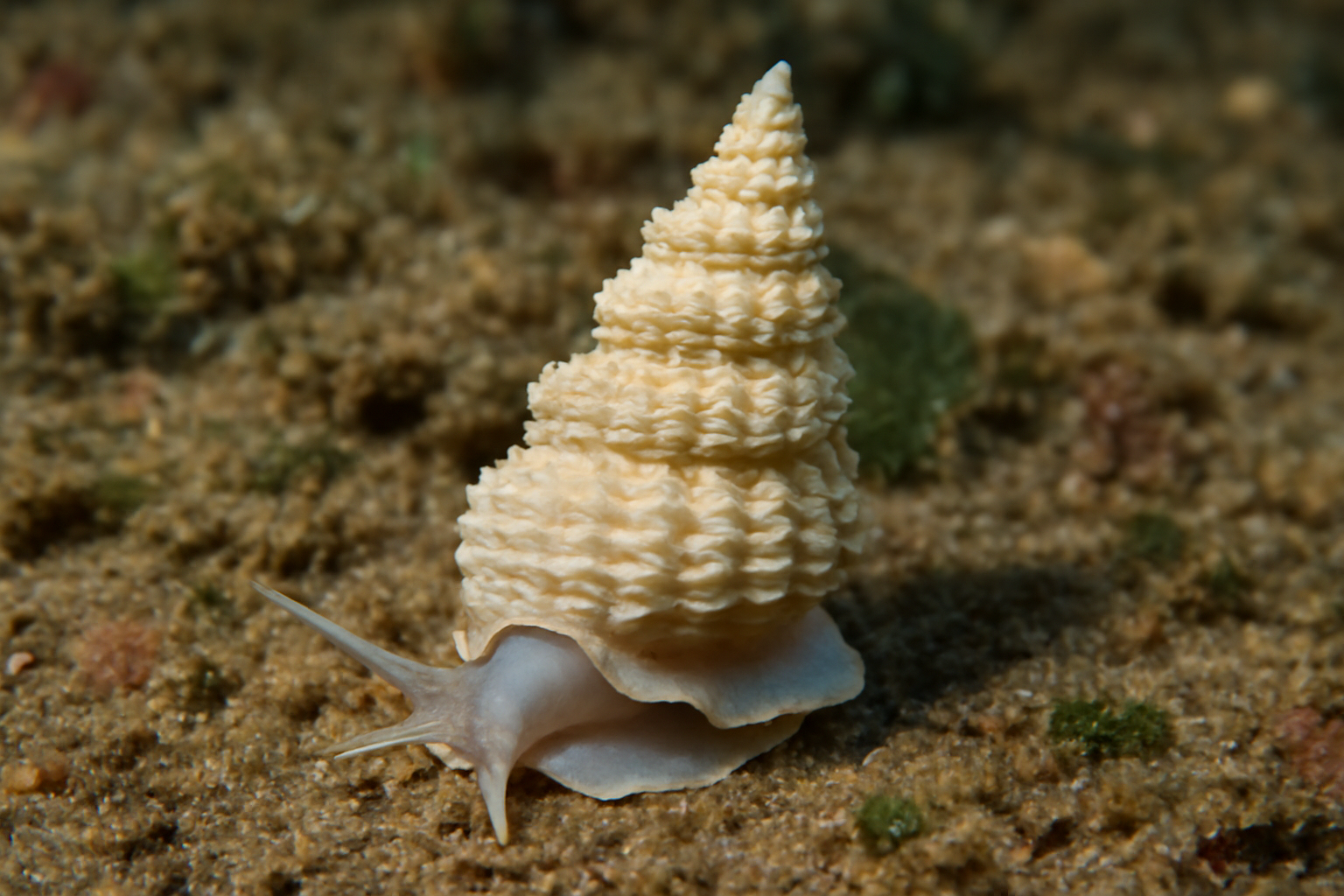 Scaly Wentletrap