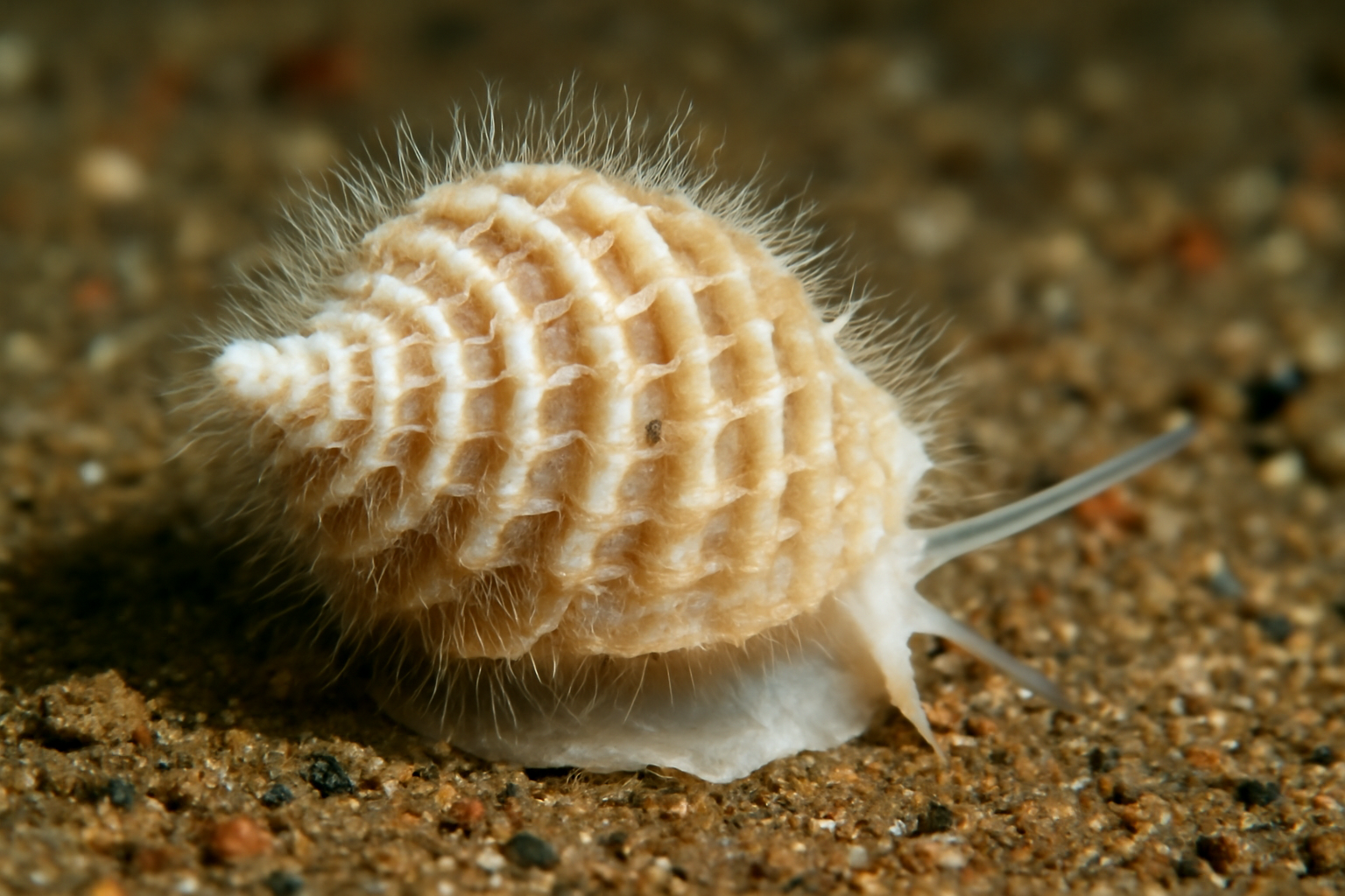 Hairy Wentletrap