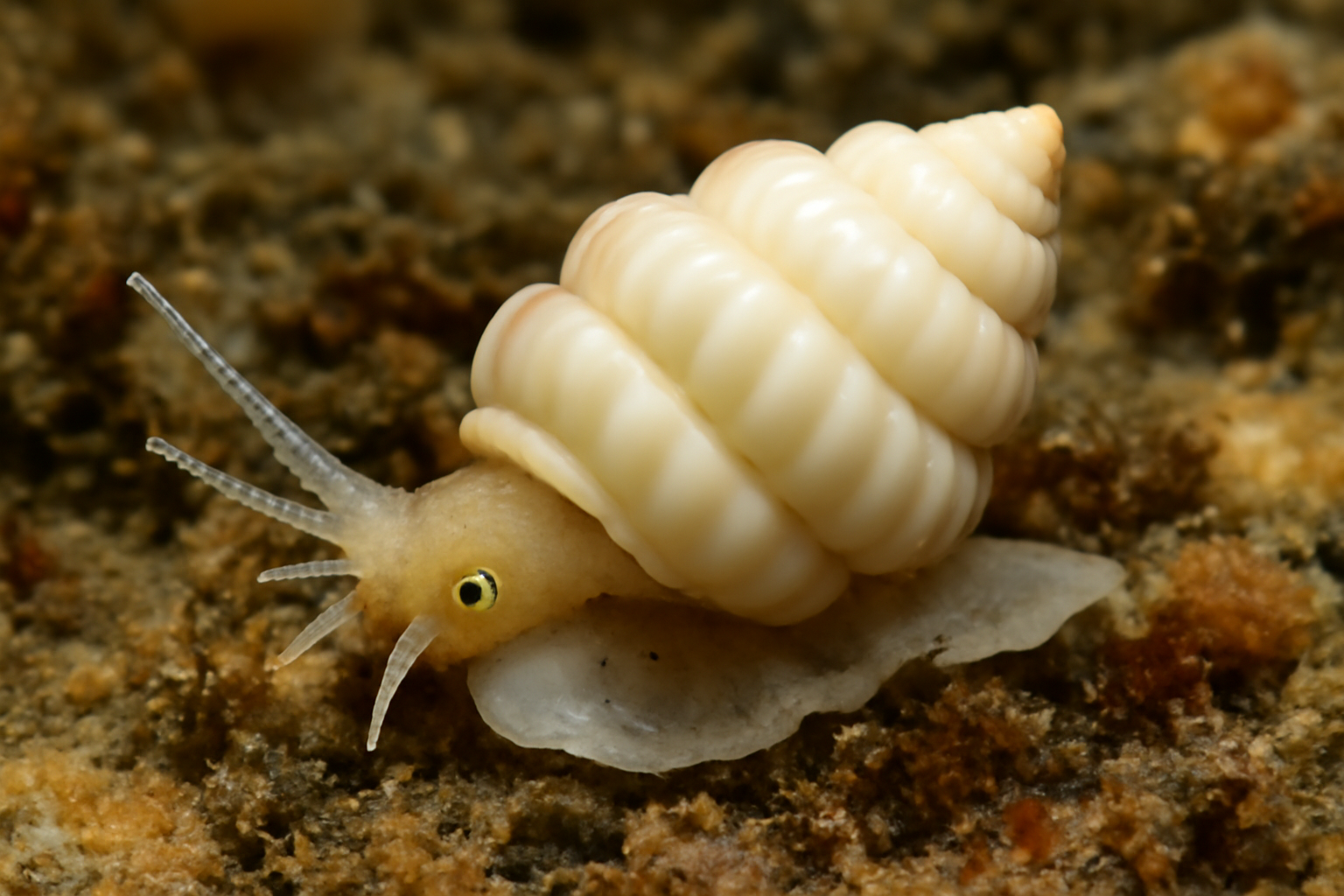 Humboldt's Wentletrap