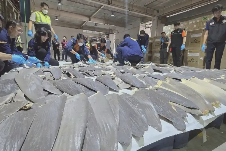 Shark fins seized at Bangkok’s Suvarnabhumi International Airport