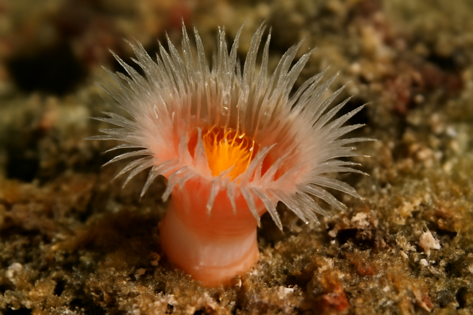 Arctic cup coral