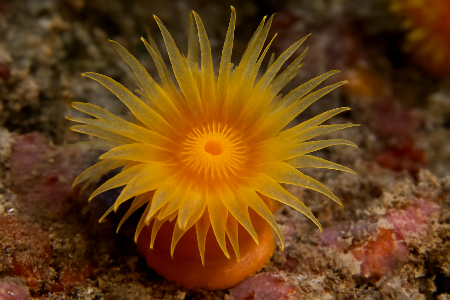 Tropical Cup Coral