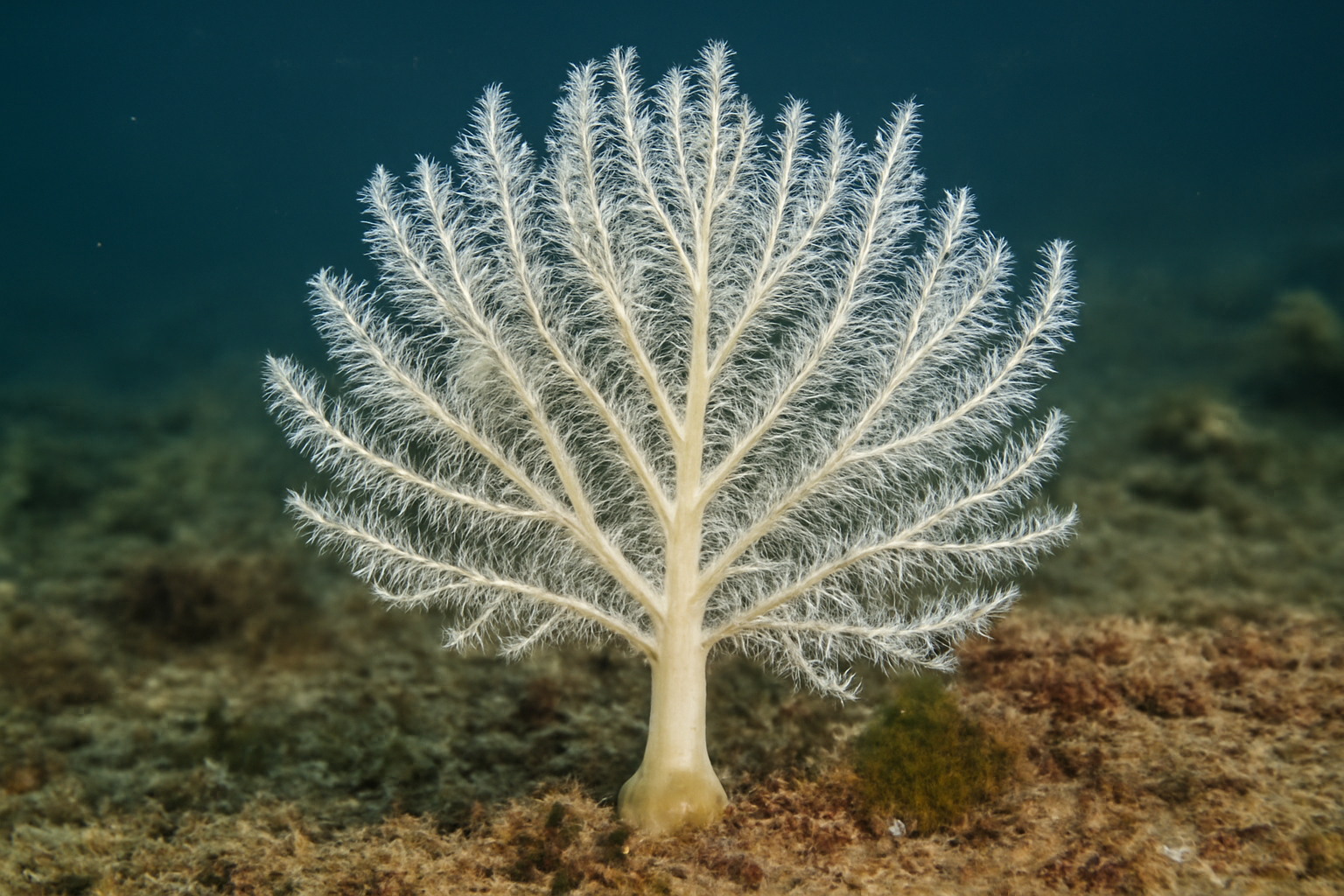 White Sea Fern