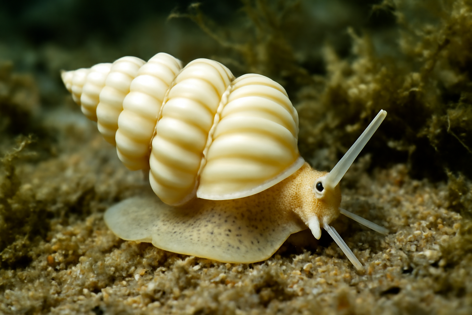 Elegant wentletrap