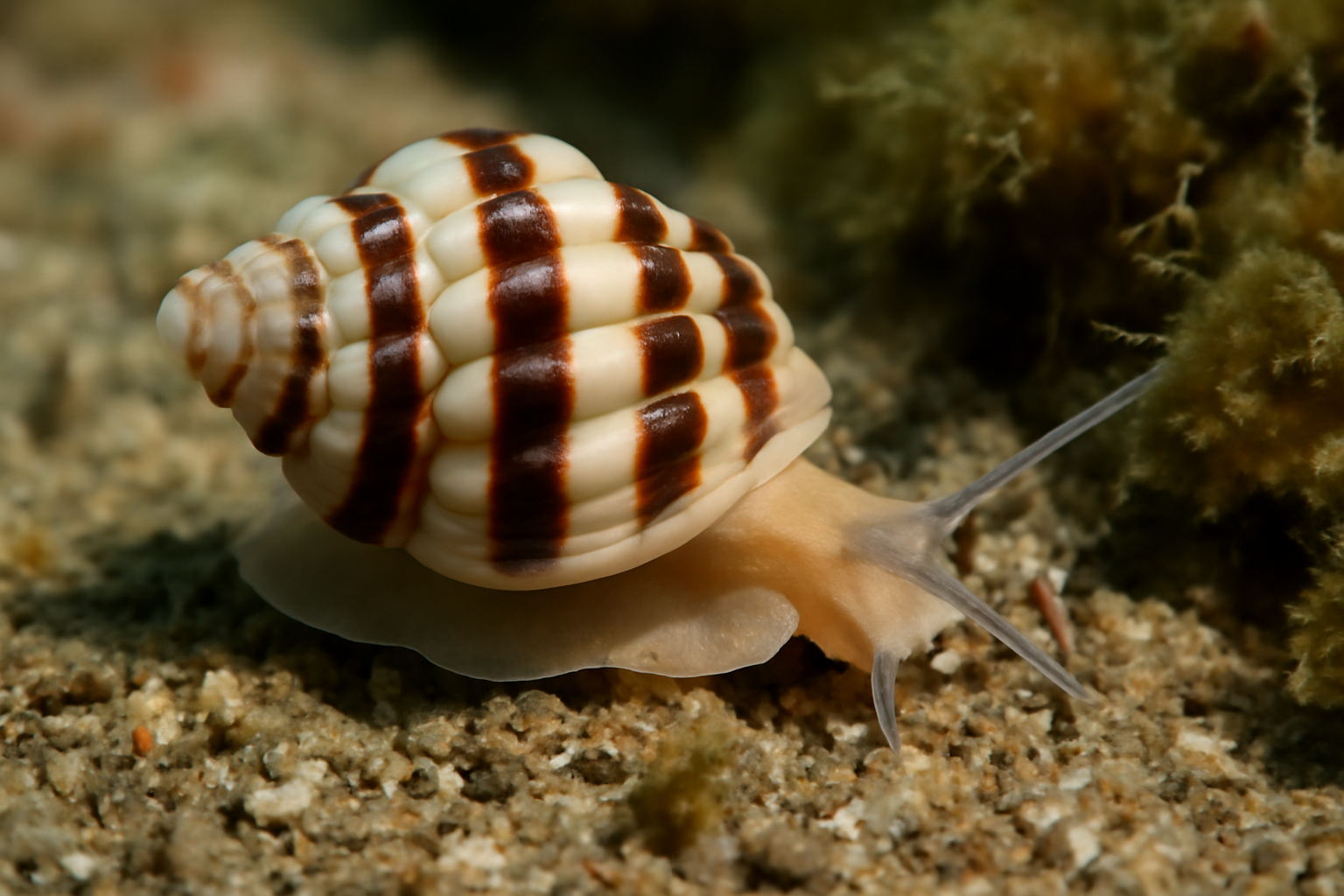 Banded Wentletrap
