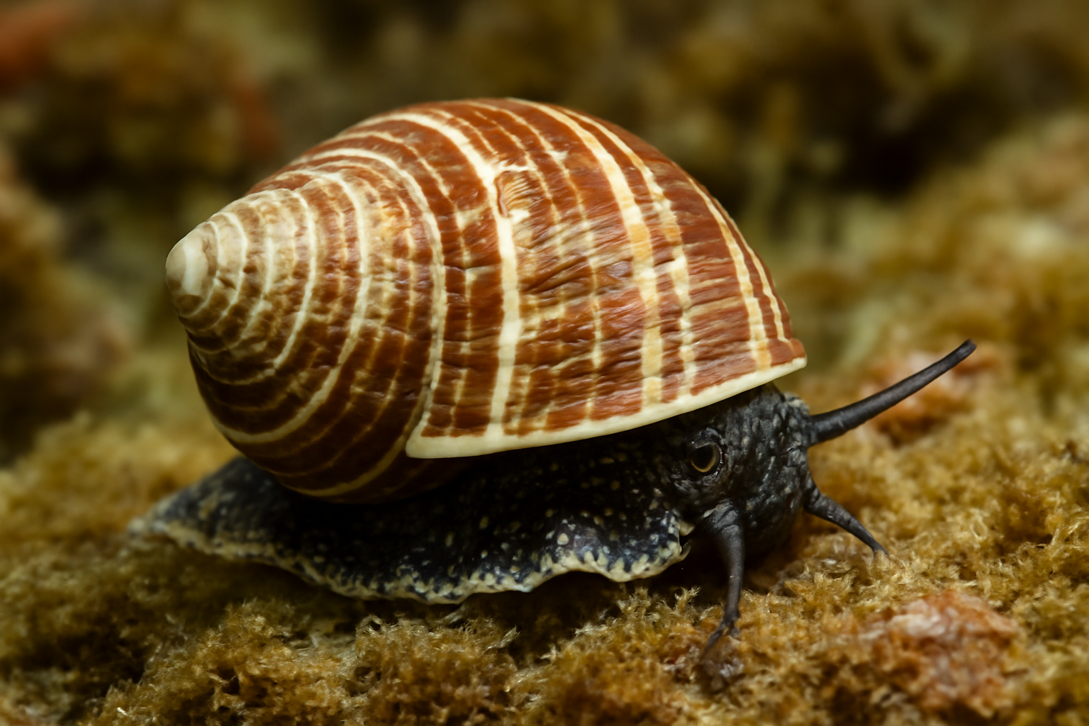 White-lined periwinkle