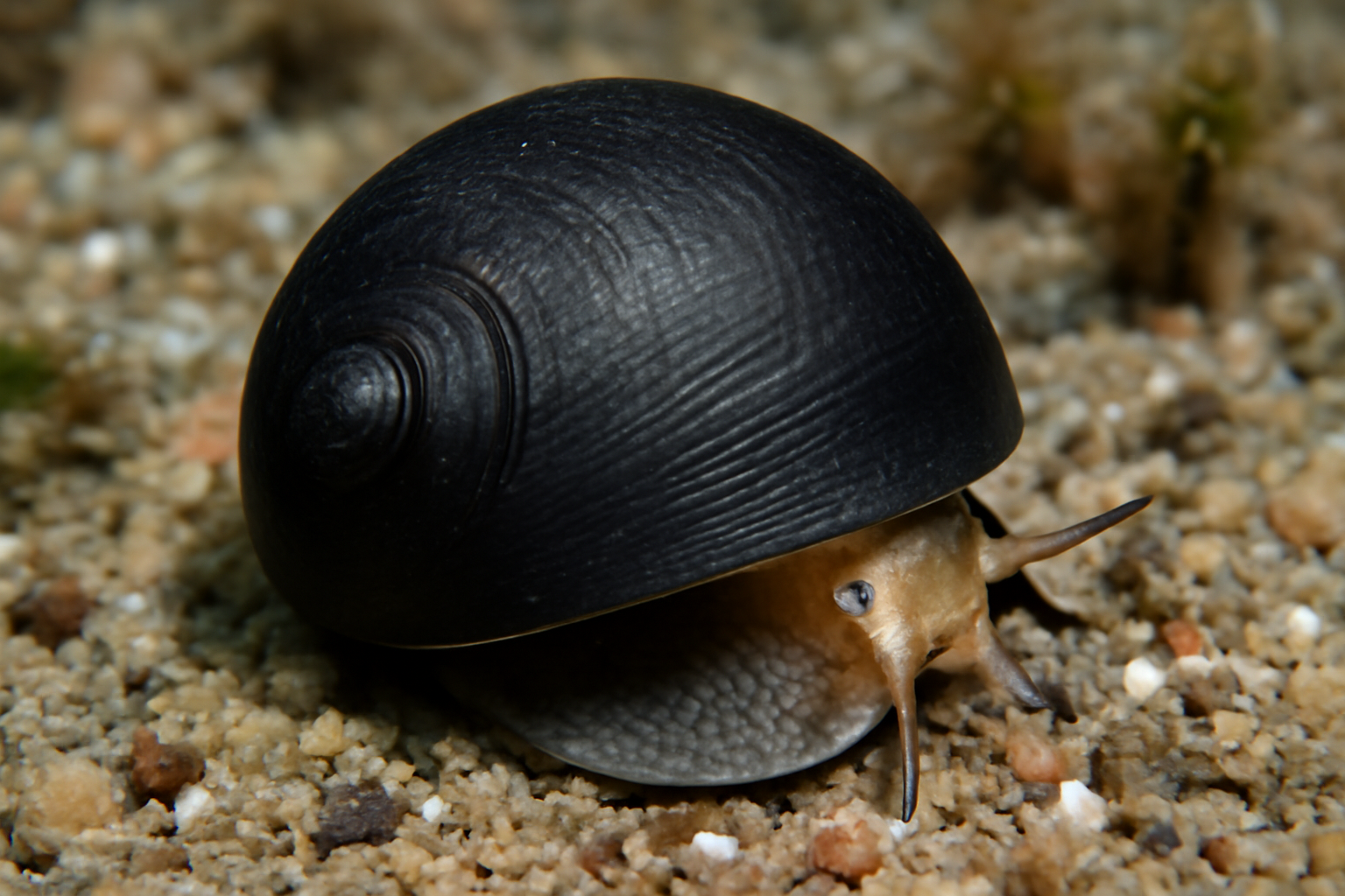 Black Button Snail
