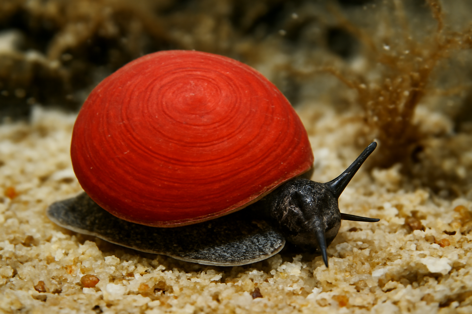 Red Button Snail