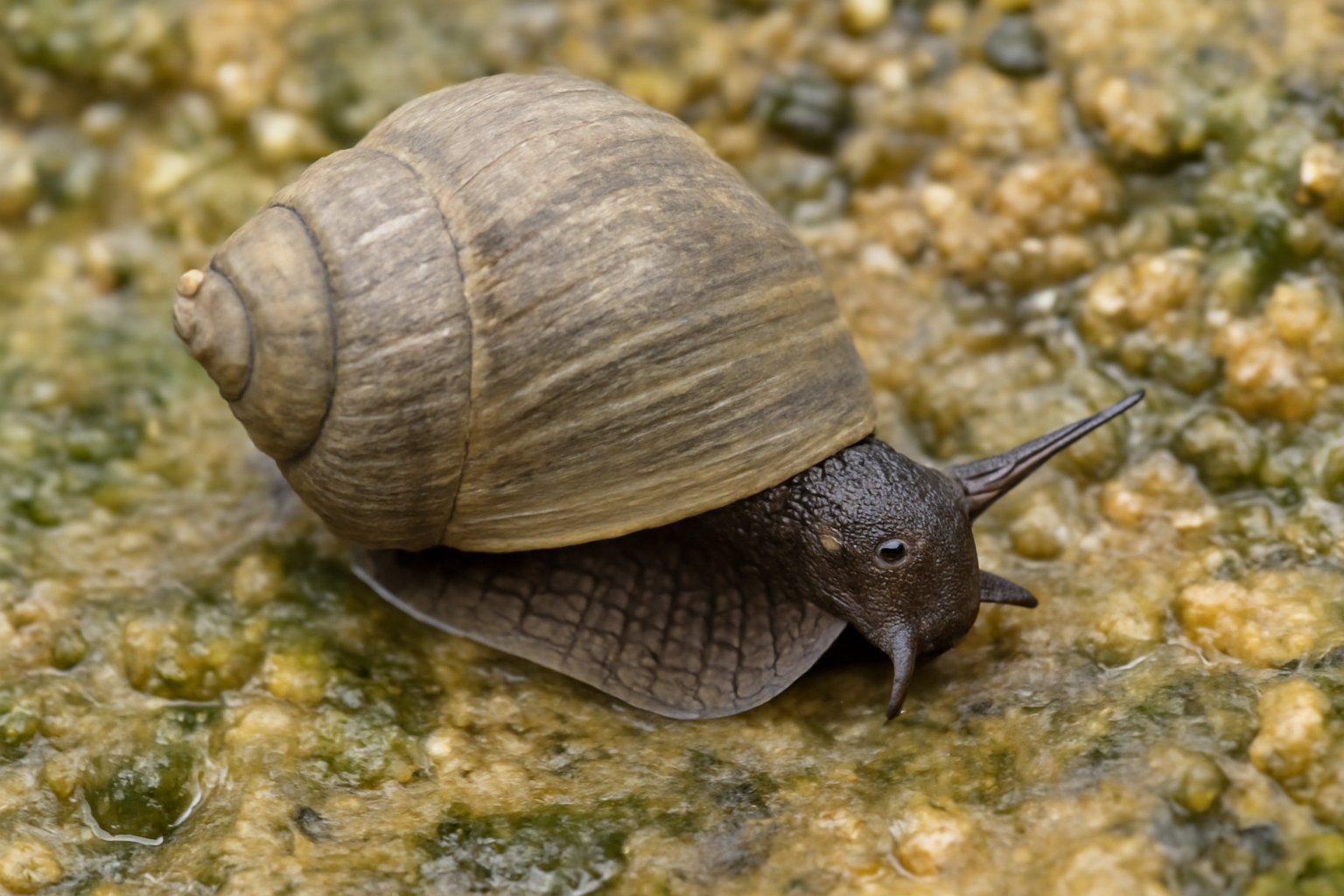 Common Mudflat Periwinkle