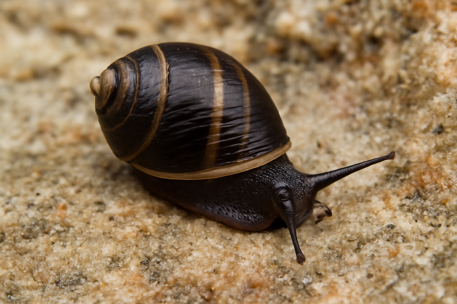 Melarhaphe neritoides