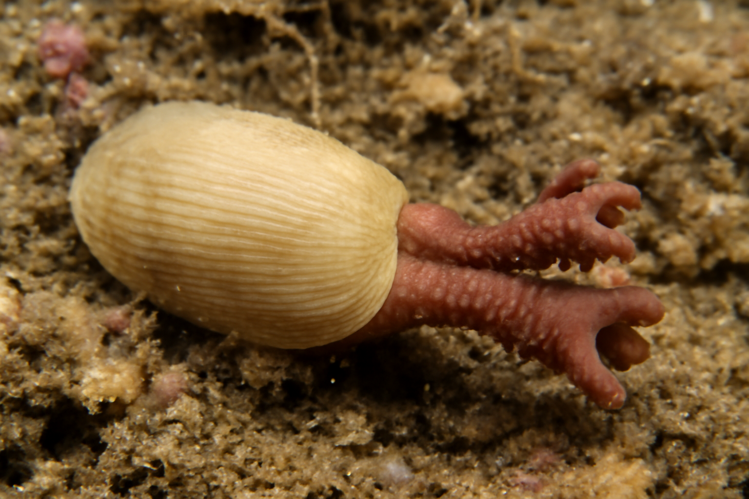 Atlantic Mud Piddock