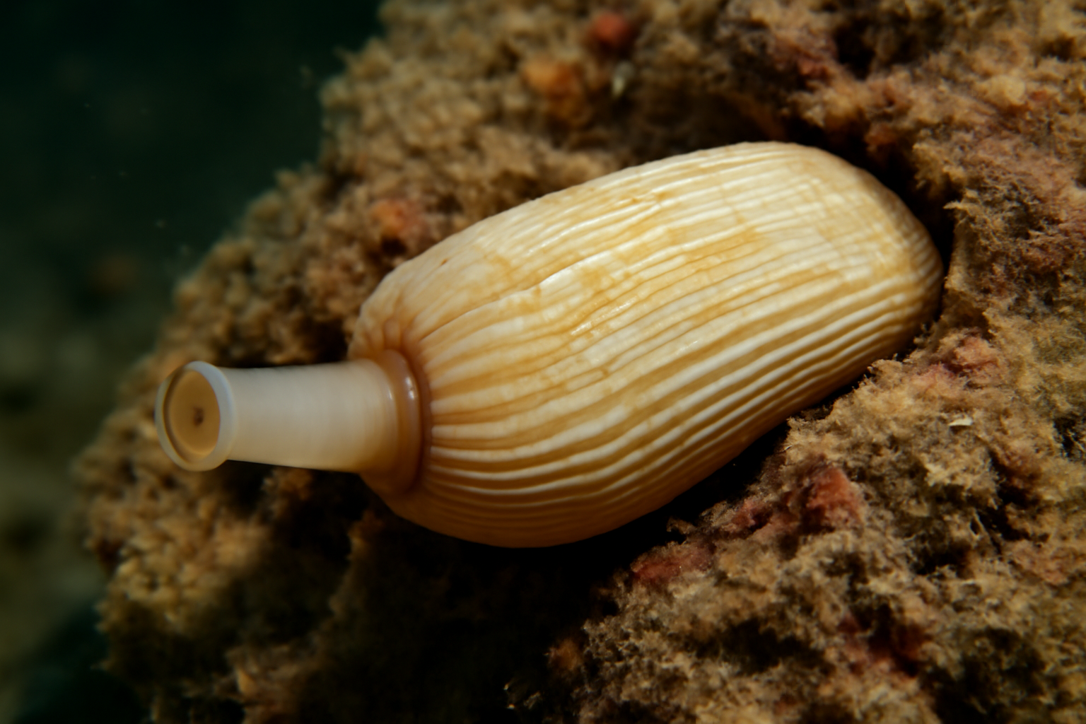Common Piddock