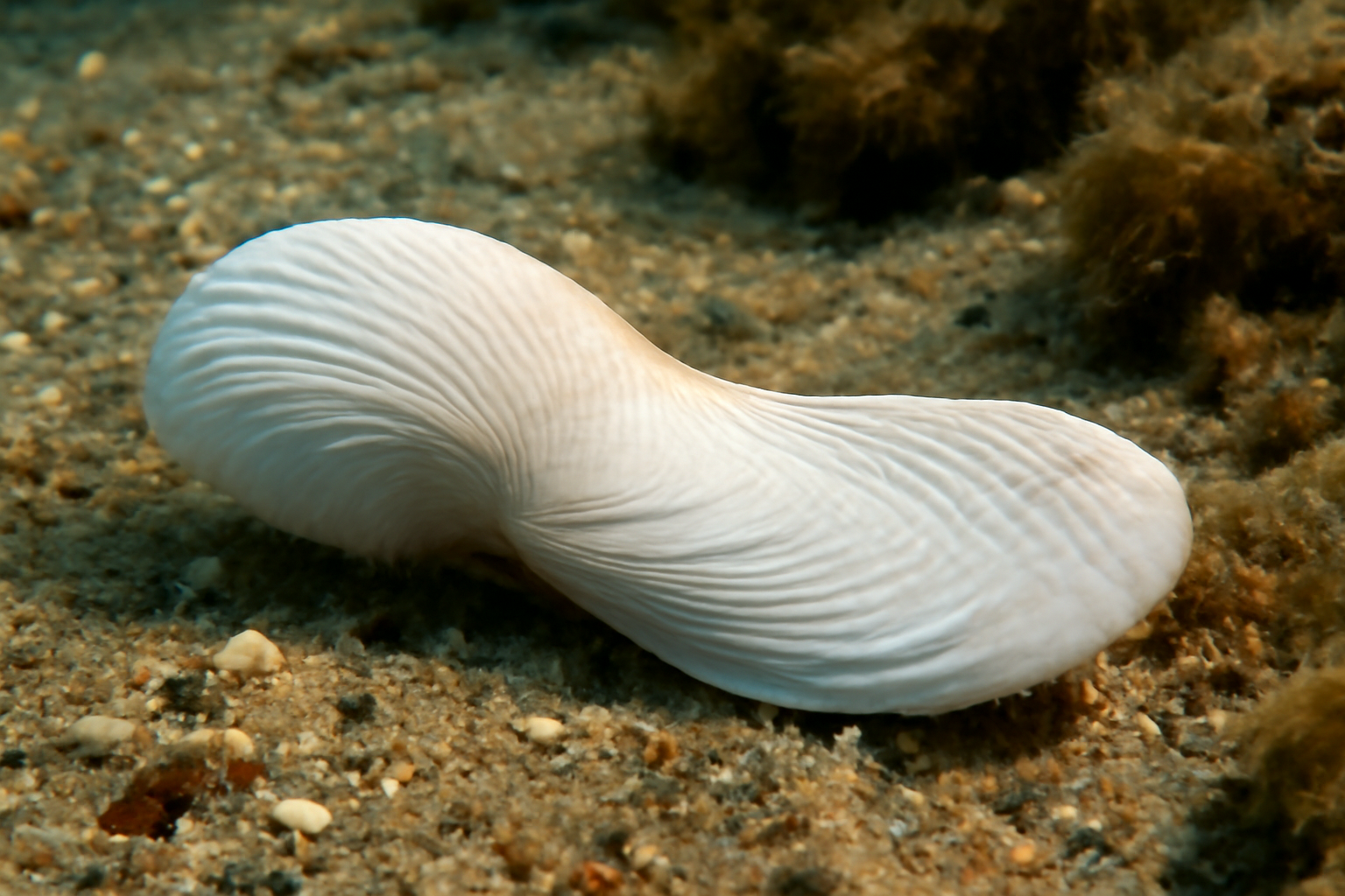 Angelwing