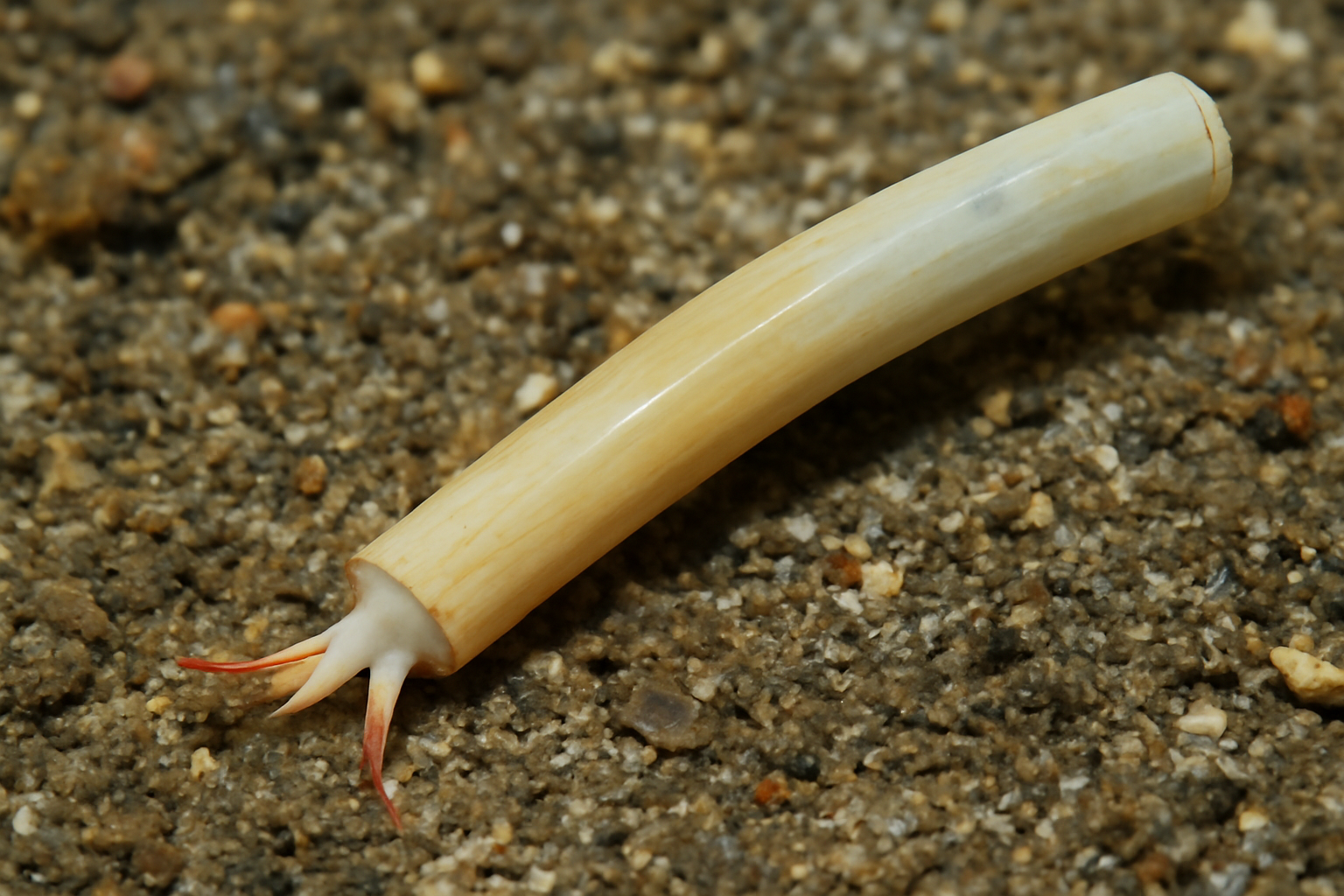 Straight Tusk Shell