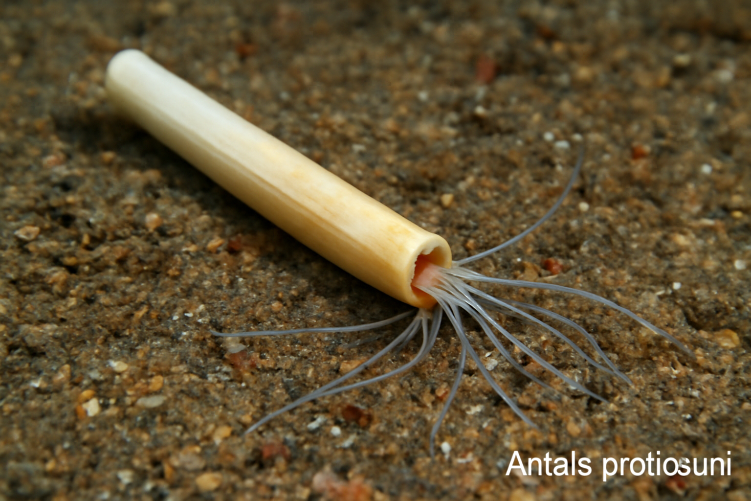 Antalis pretiosum
