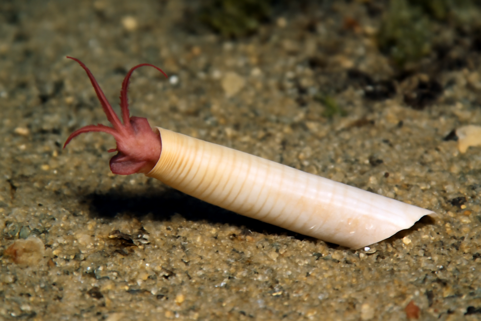 Atlantic tuskshell