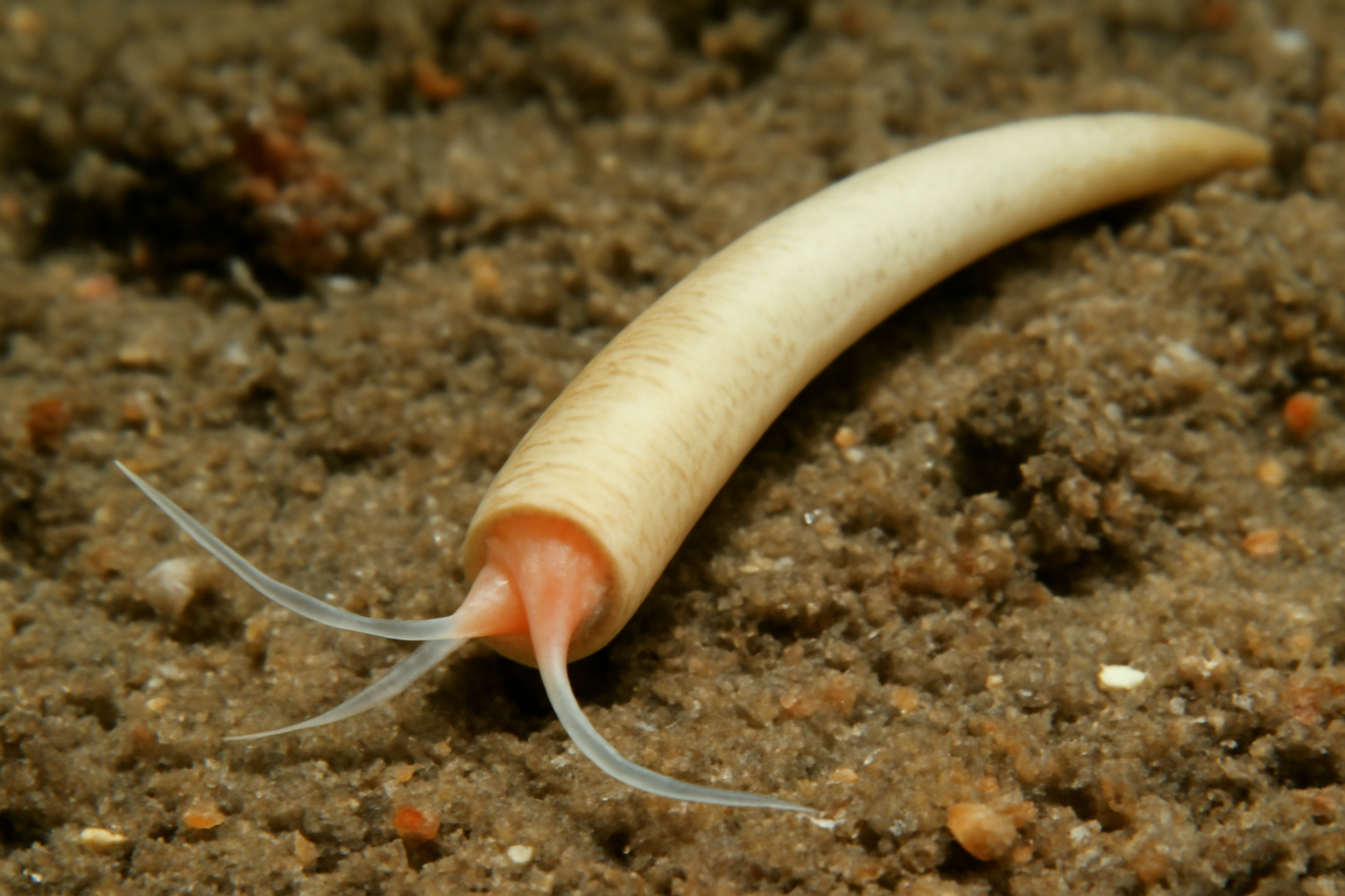Pacific tuskshell