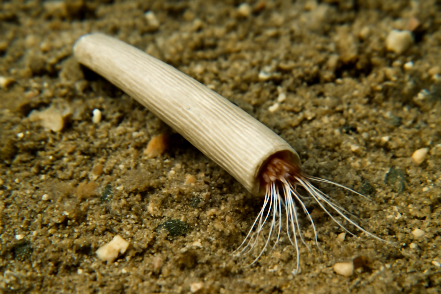 Scaphopod